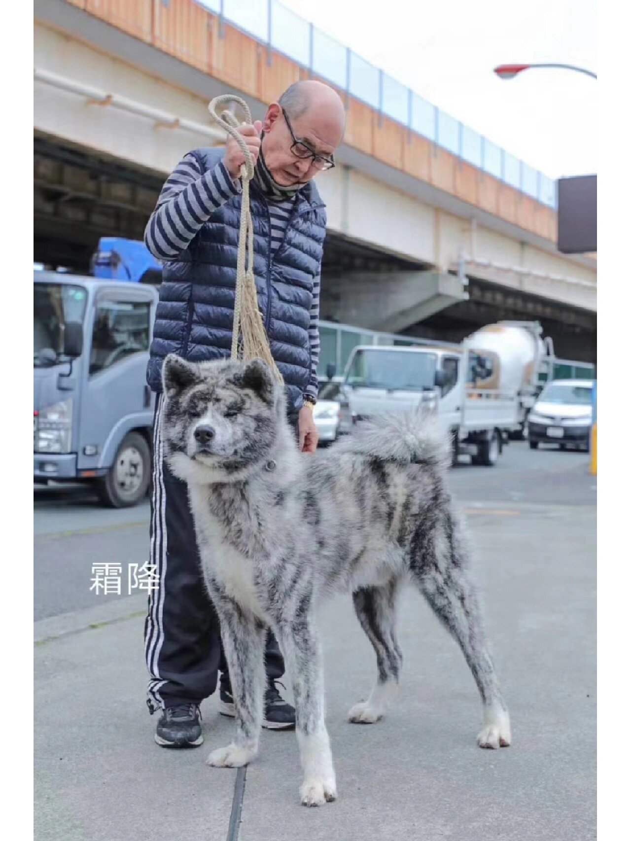 日系秋田犬之虎斑 霜降 霜降秋田犬