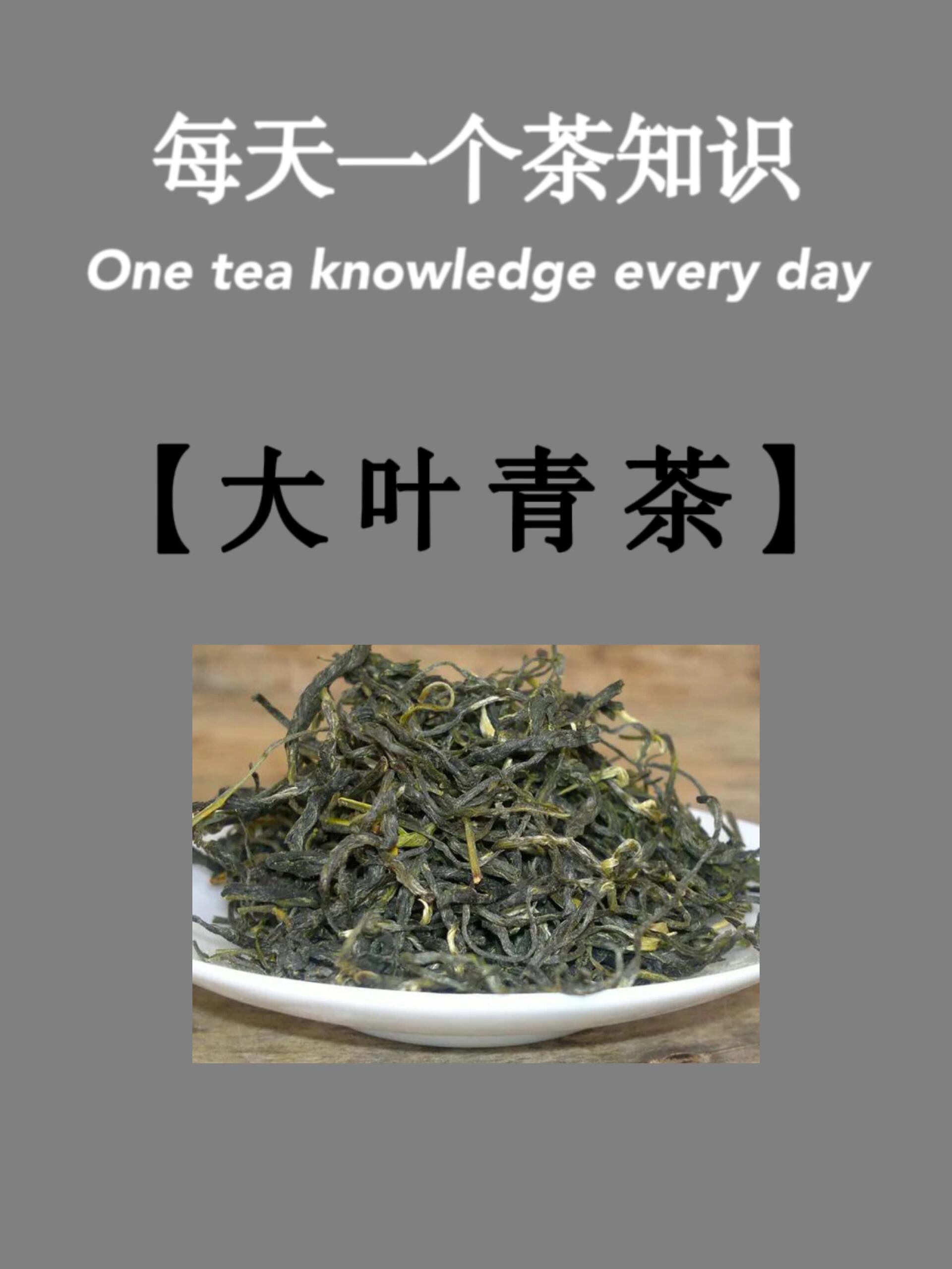 每天一个茶知识