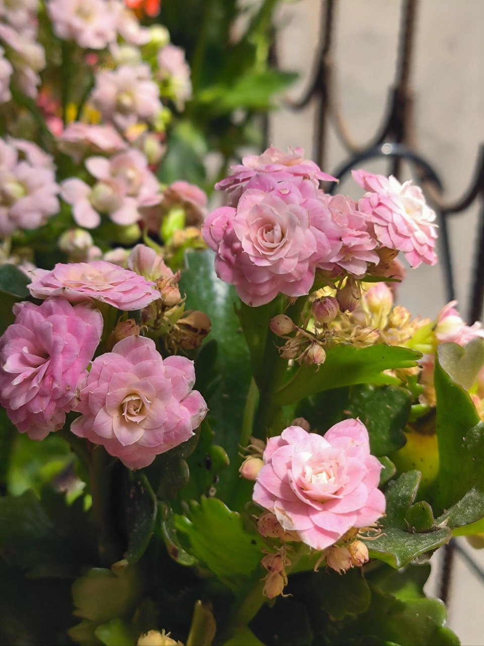 长寿花劳瑞拉 花心由橙变粉再变白.就是消苞太厉害.花还是很喜欢的