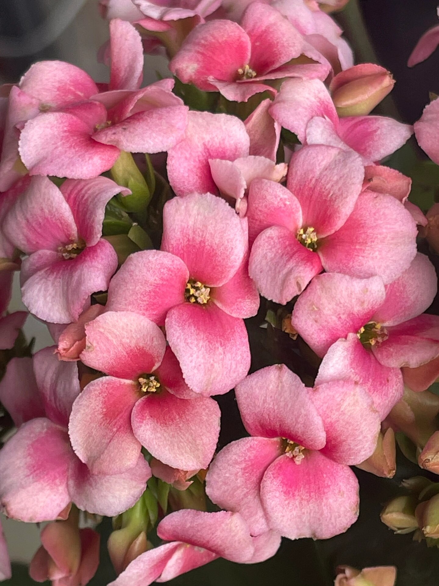 长寿花 单瓣 斯达哈曼 奥克莱 斯德哥尔摩 单瓣中的超大花