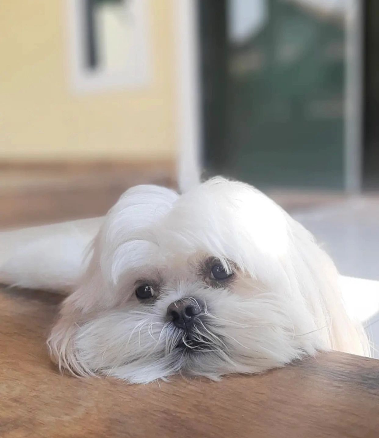 驱魔圣犬——拉萨犬 拉萨犬(lhasa apso),别名西藏犬,拉萨狮子犬,产于