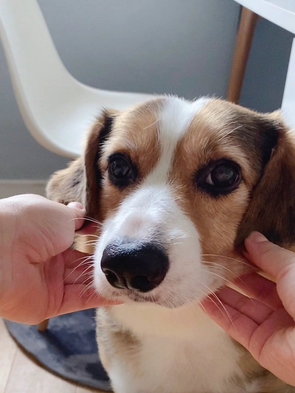 垂耳柯基 耳朵垂下来的柯基真的是田园犬本犬