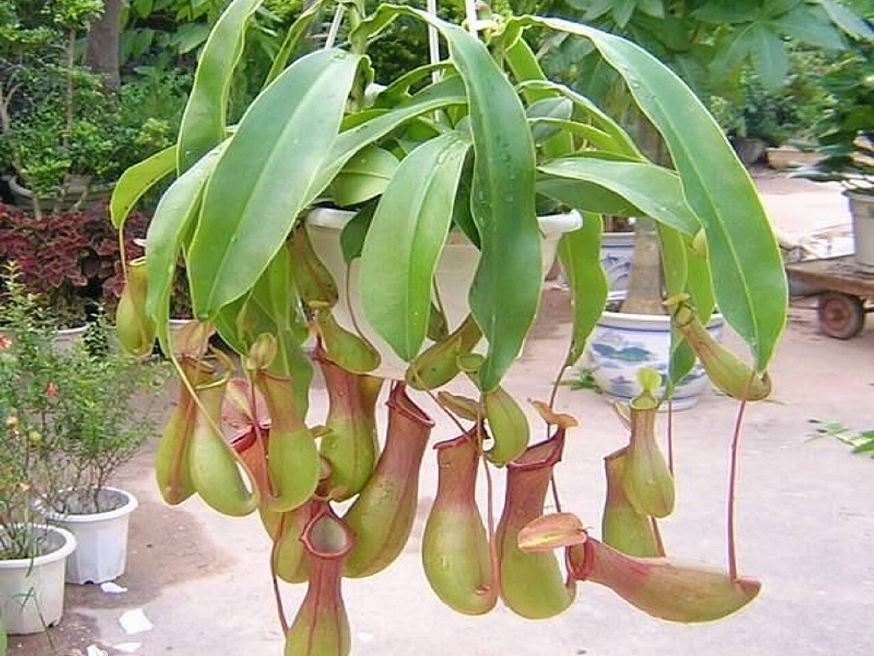 黑白簡筆畫-豬籠草(nepenthes) -簡筆畫練習 -知識普及:豬籠草是熱帶