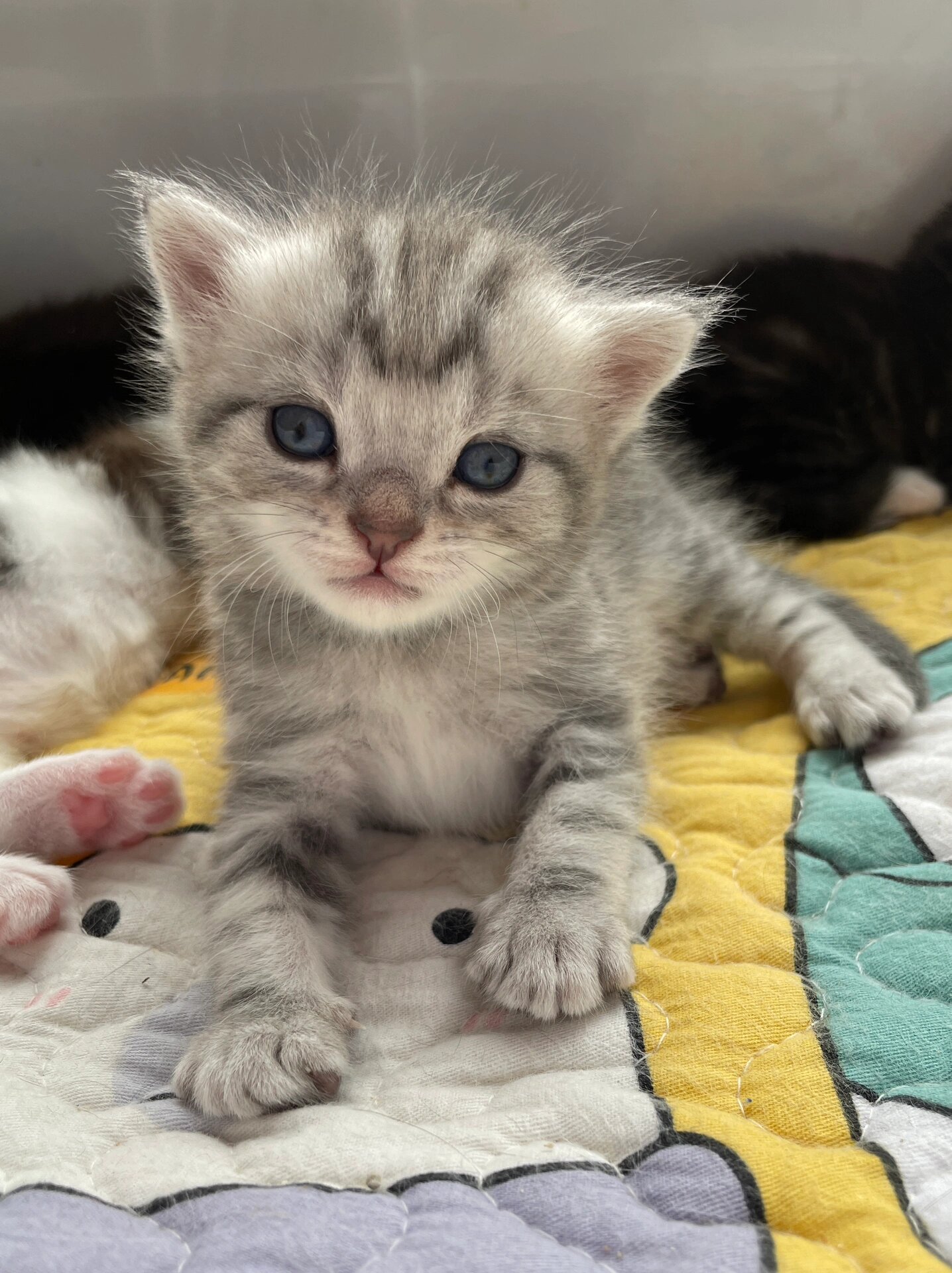 美短英短串串 妈妈美短加白矮脚猫,爸爸英短蓝猫 虽然是串串,但是并不