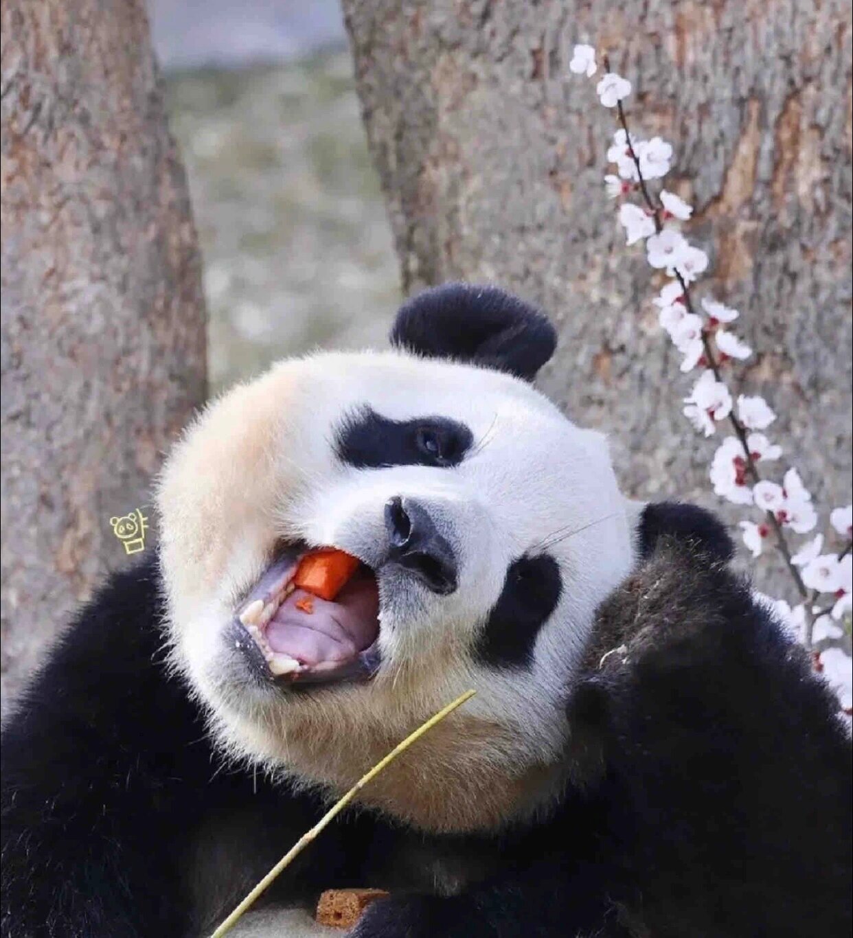 一组很适合当头像的福宝! 每张都好好看