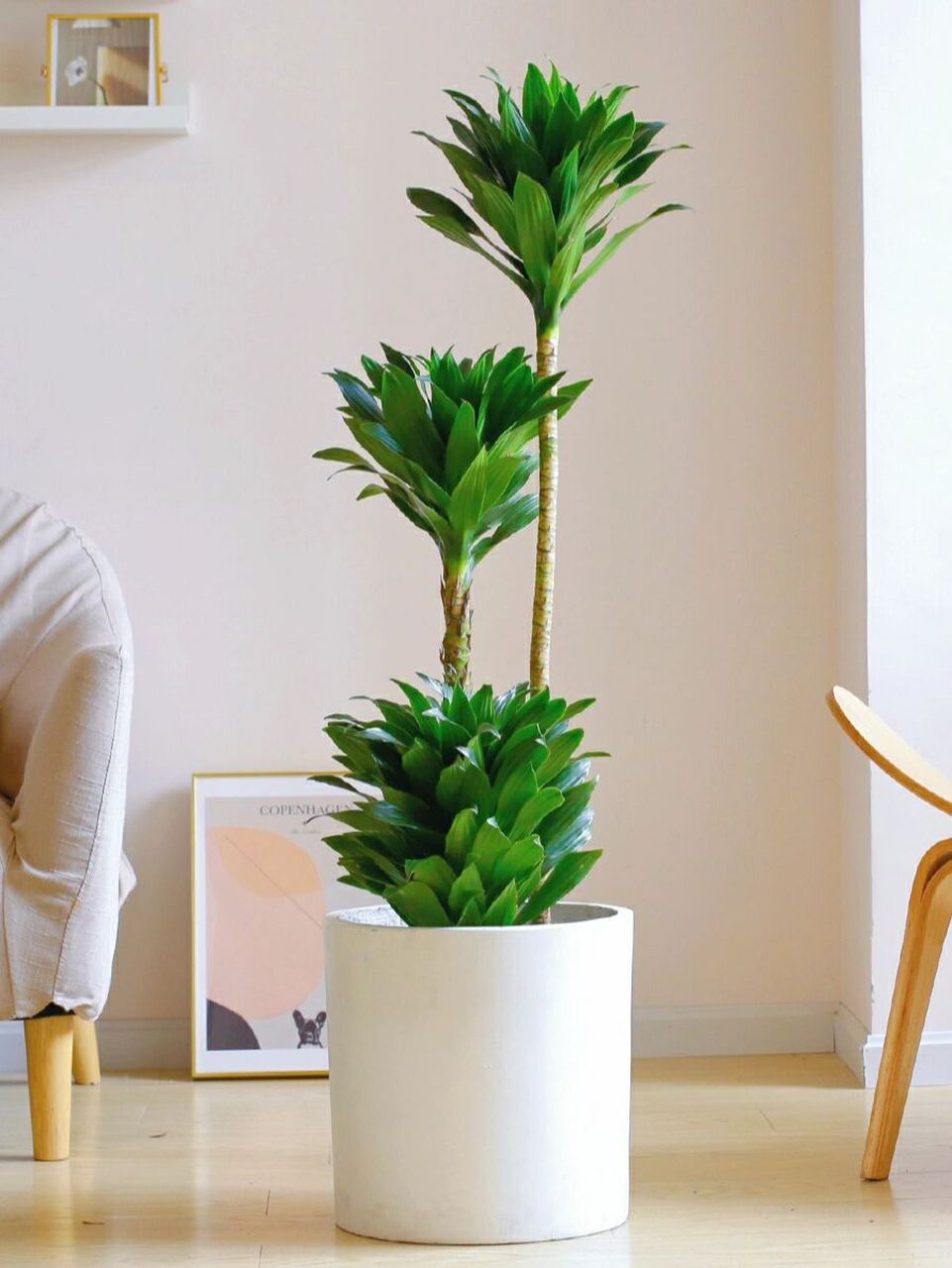 太阳神是常年绿色植株.