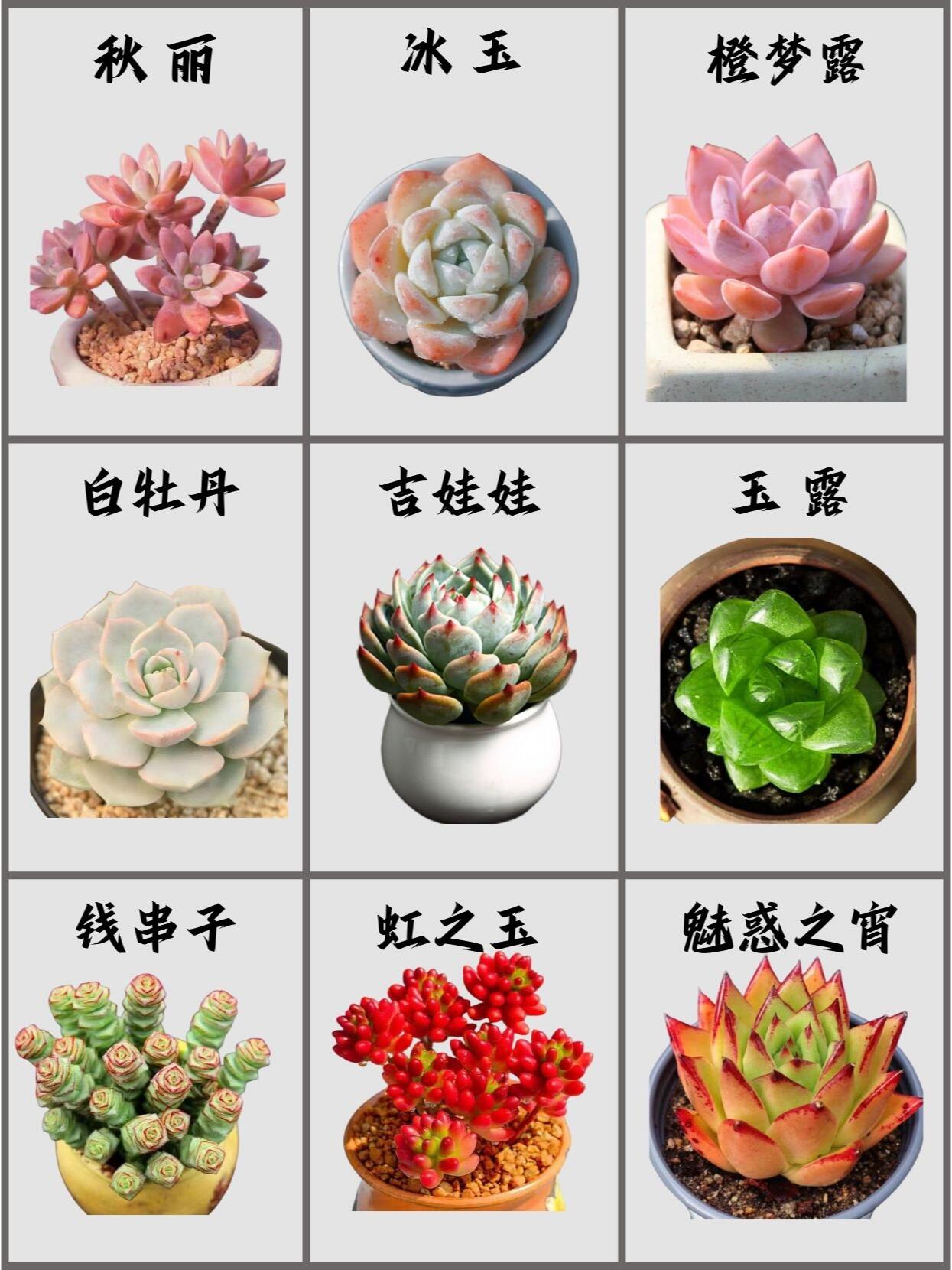 73适合新手养的9款高颜值多肉91