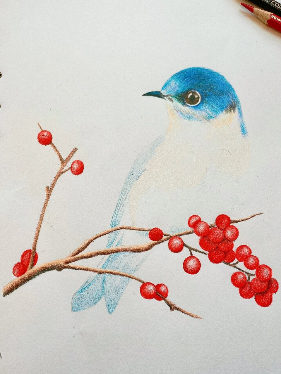 彩铅画 步骤图 鸟 花鸟画 手绘过程