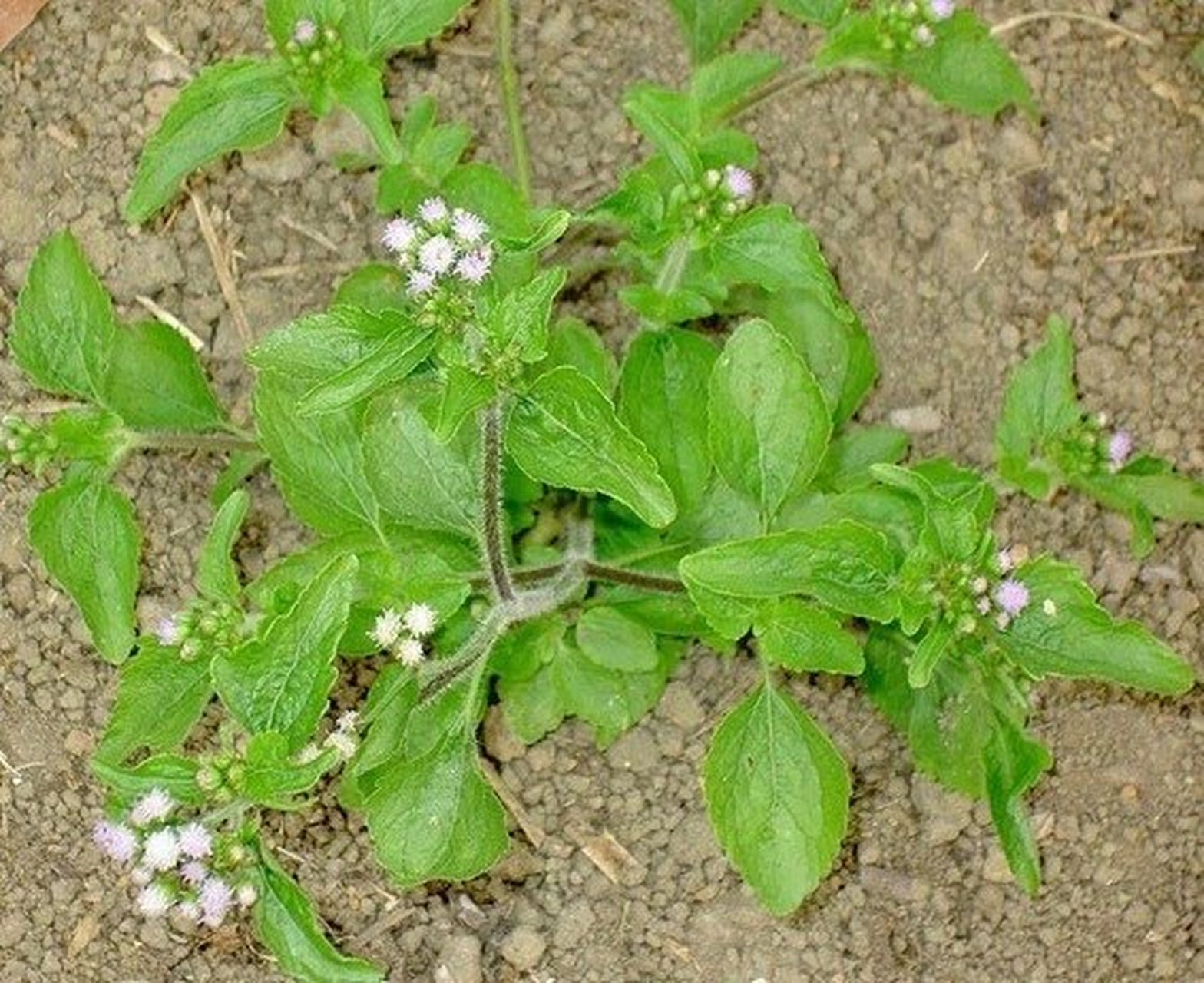 12白花臭草,藿香蓟属 南方常见植物300种