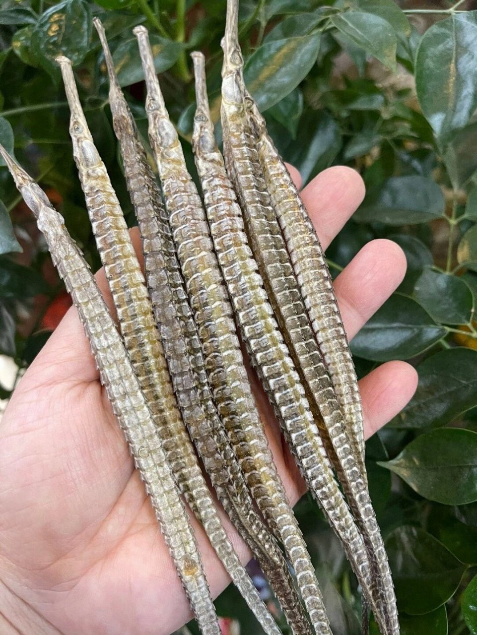 六角大海龙 【六角大海龙】93 海马的亲戚96 906.