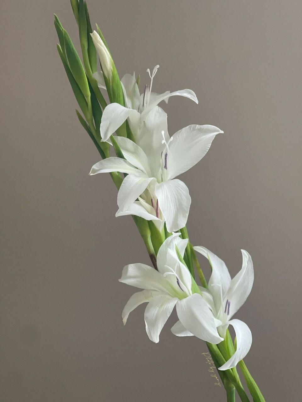 荷兰小剑兰|白色