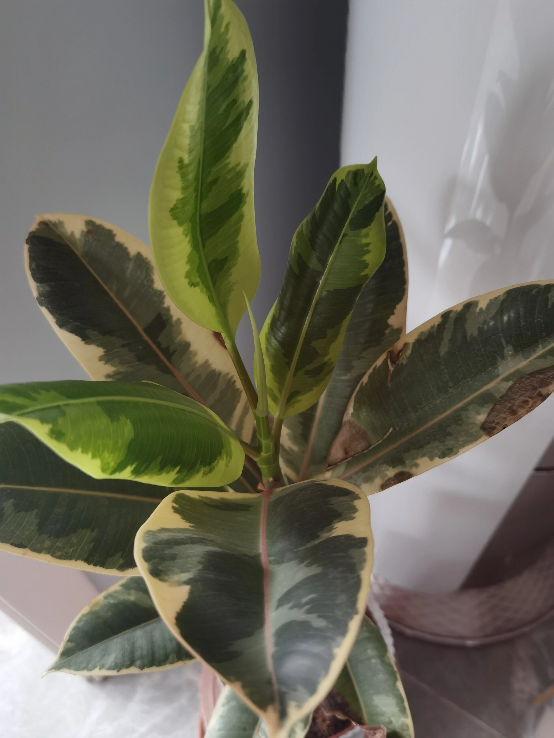 花叶橡皮树,干烂叶是什么问题 买回来就有几片叶子有点烂边,养一养顶