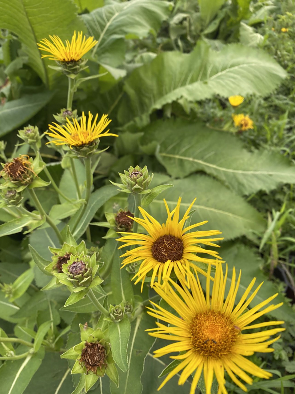 药用植物——土木香 土木香是菊科 旋覆花属 多年生草本植物,高度60