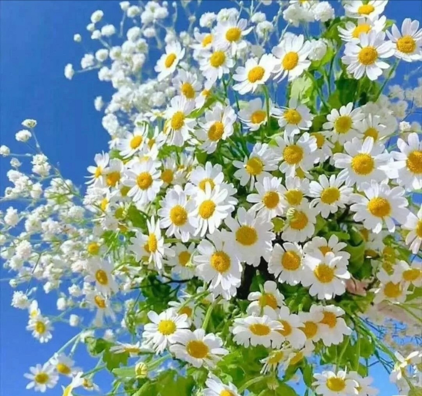 适合早上工作发的朋友圈‖积极向上充满朝气 积极又努力 ～ 1.