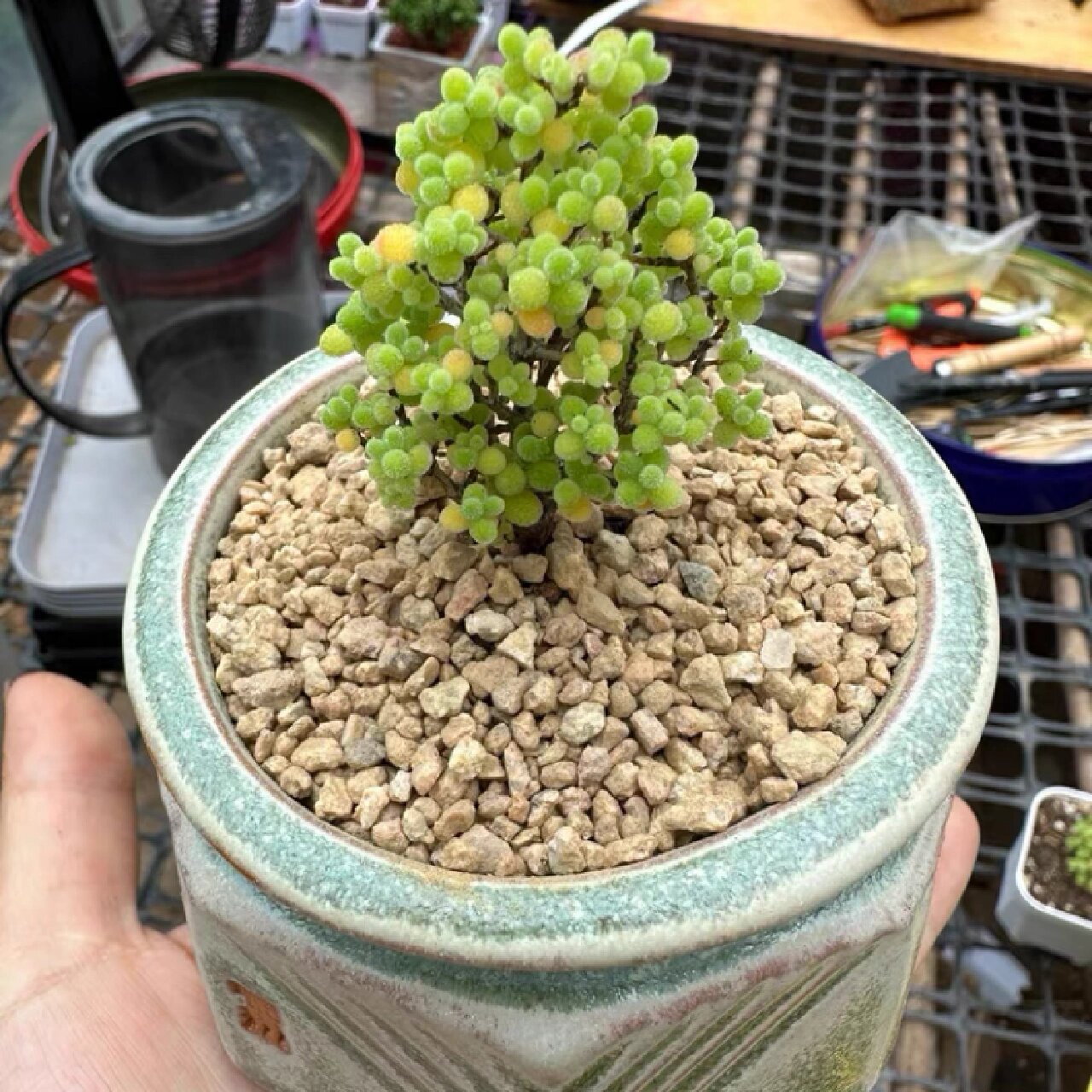 蜜橘糖球 看起来就酸酸甜甜 真植物哦