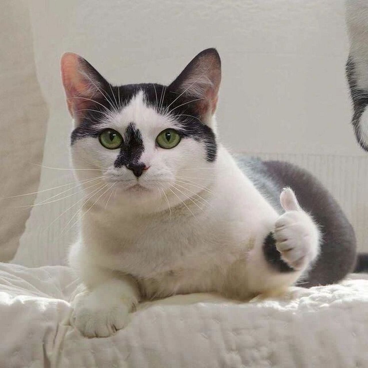 猫咪挥手表情包图片