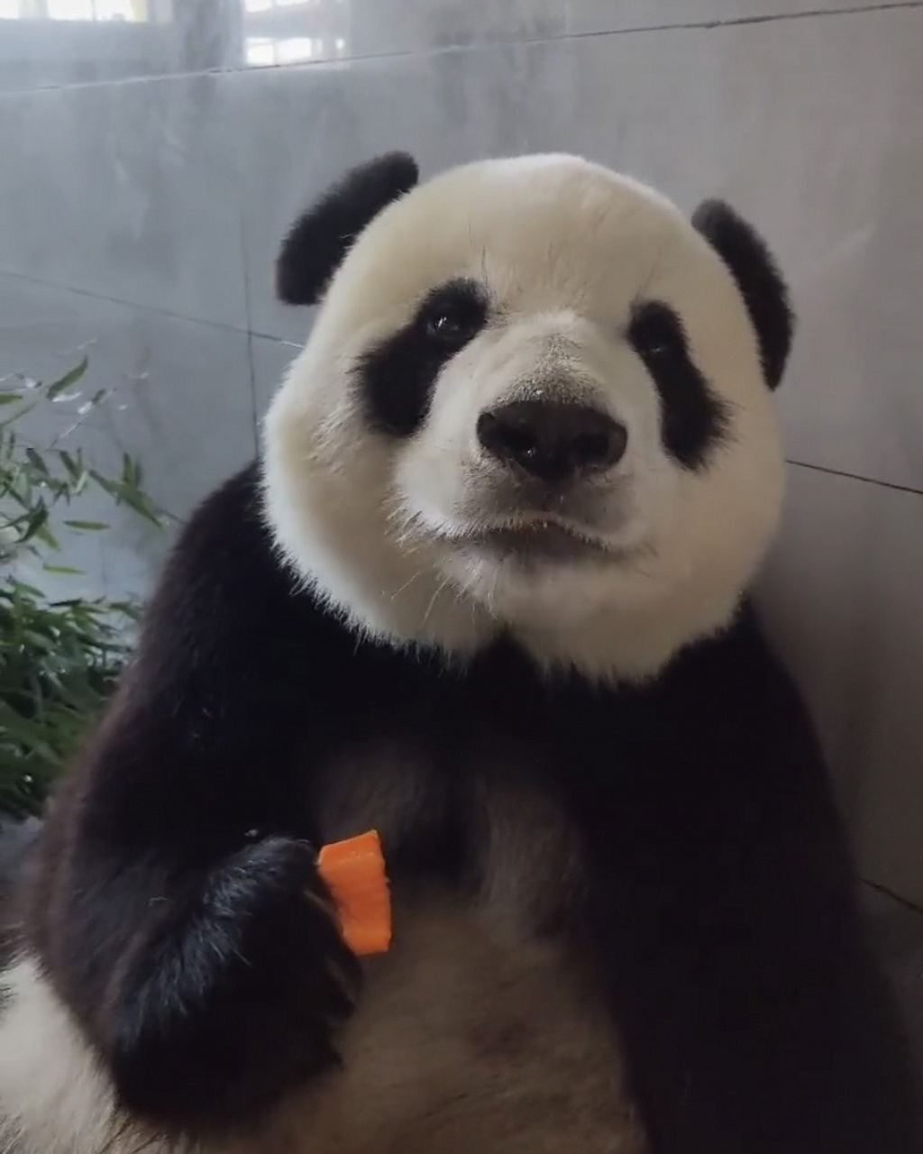 飞云 好想亲一口呜呜呜呜呜呜太可爱了啊啊啊啊啊啊啊啊啊啊