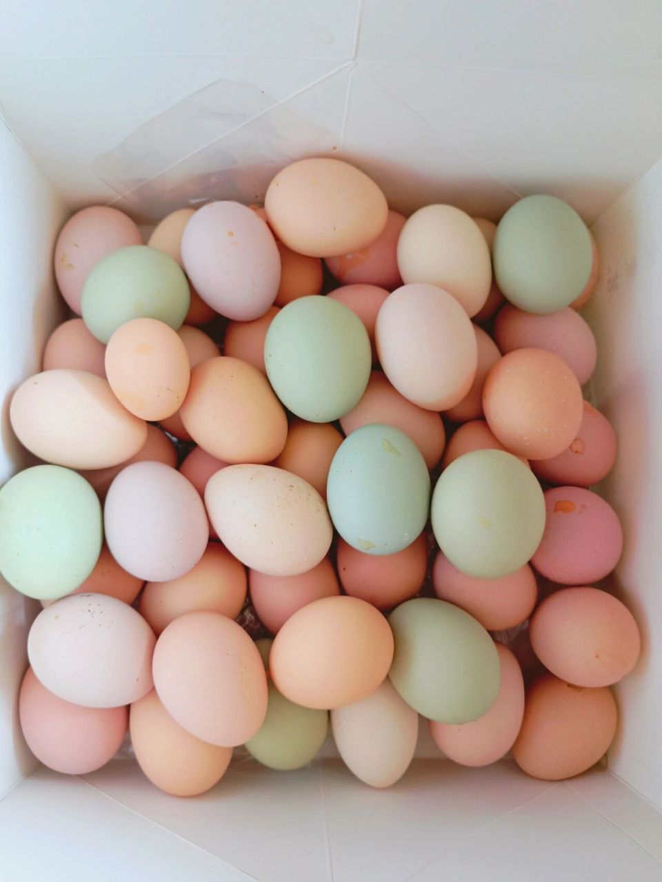 纯散养的黑凤乌鸡蛋 粉壳蛋绿壳蛋 初生蛋 散养五黑绿壳土鸡蛋真的很