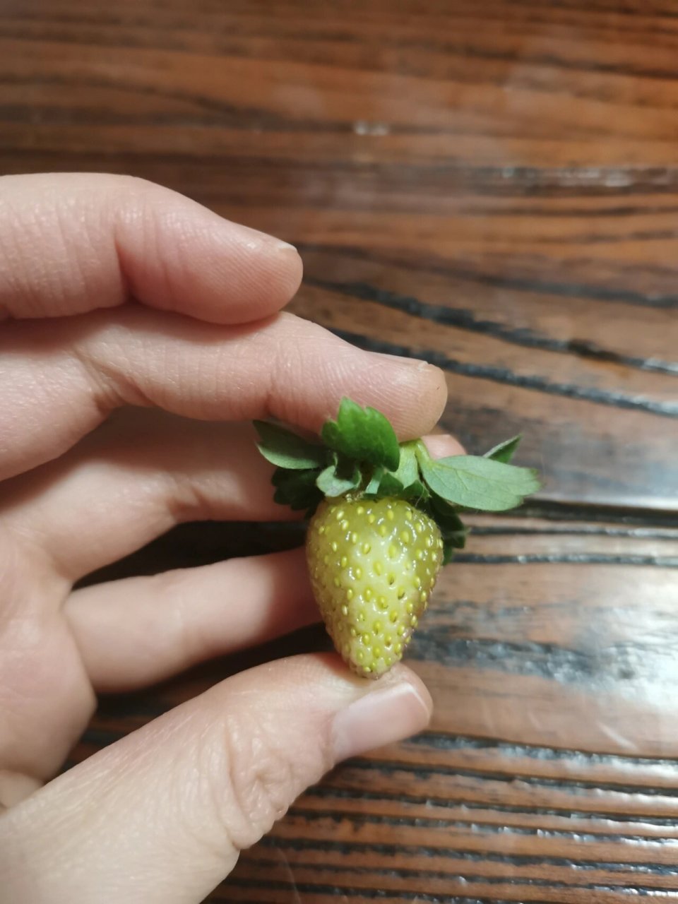 冻伤的草莓是透明的,第二张图有对比. 还有很多小番茄掉了,心疼.