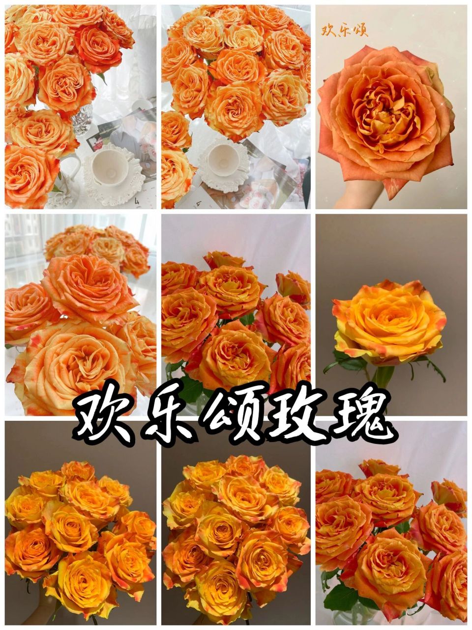 每天认识一种花--欢乐颂玫瑰 高端玫瑰欢乐颂 热情洋溢的颜色,是橙色