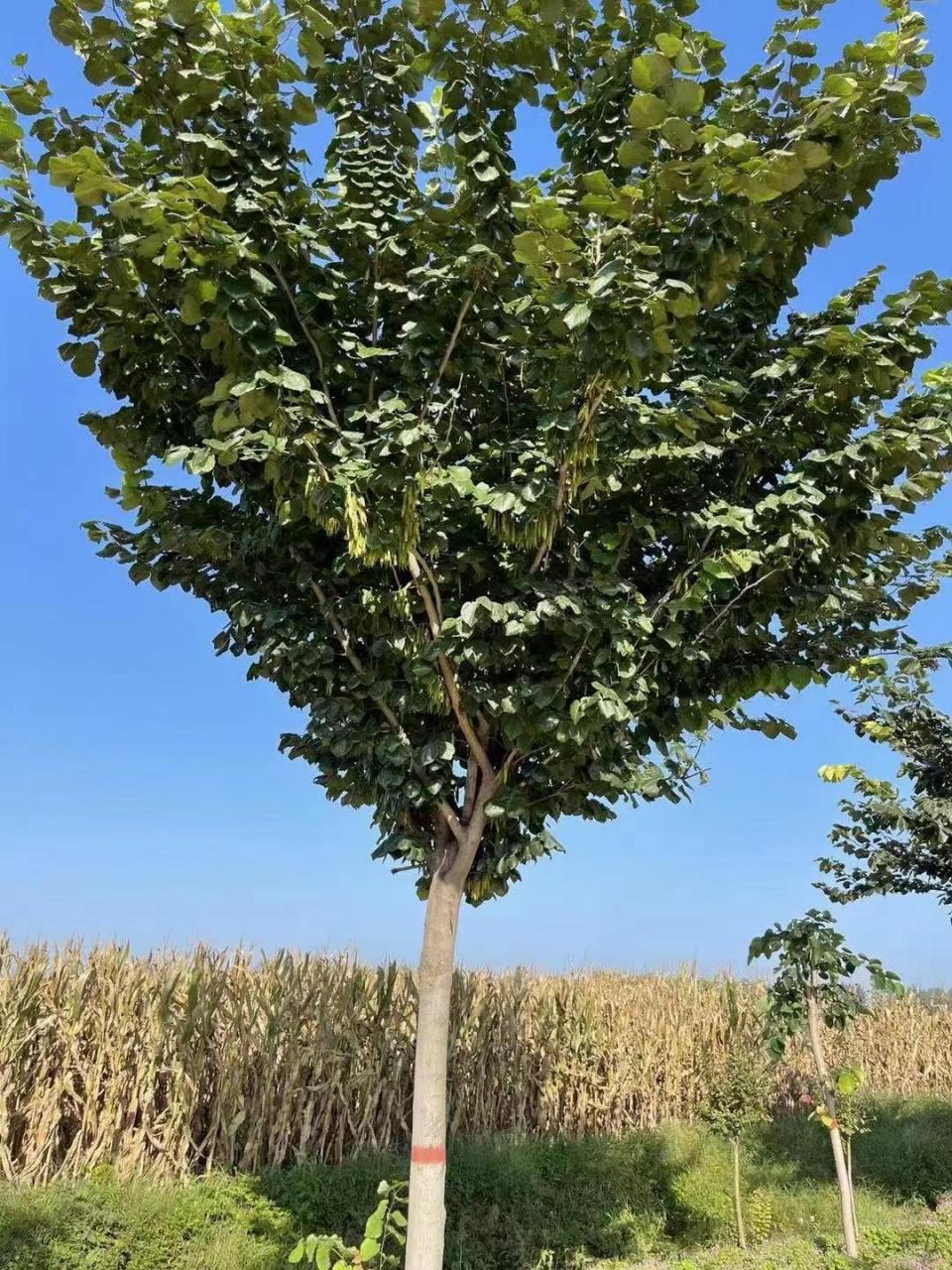 巨紫荆,生长快,光合作用强,能根据周围环境自行调节