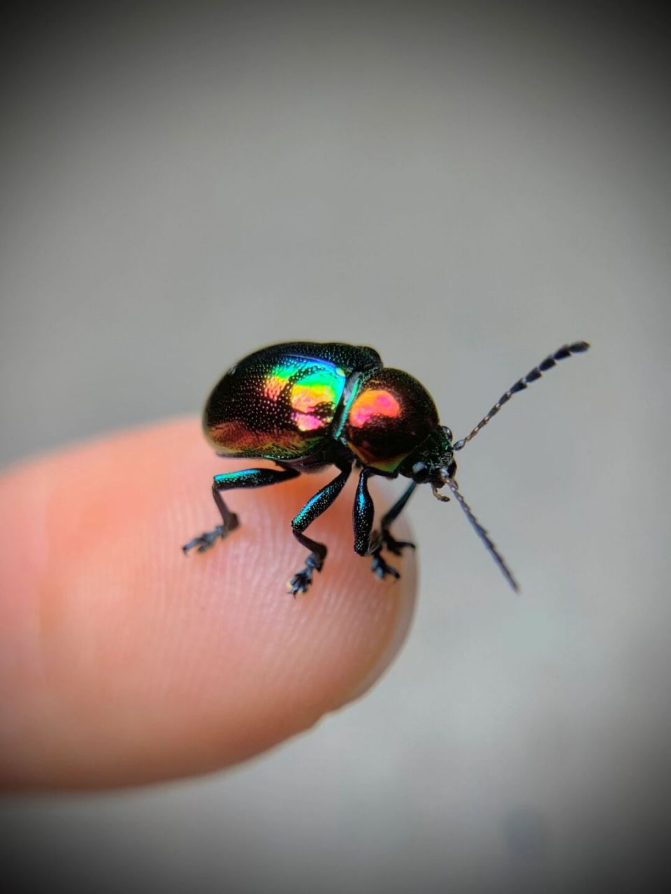 彩虹96小叶甲～ 身上同时存在好几种颜色的漂亮小甲[期待]#昆虫