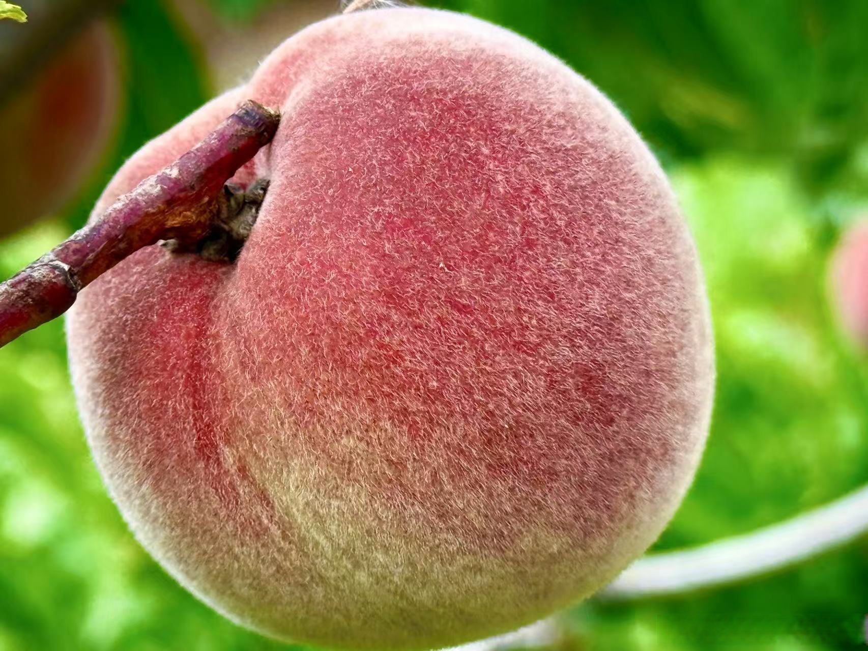 摘果子,尝美食就来这里】在晋宁区昆阳街道旧寨村,藏着一座迷人的"花