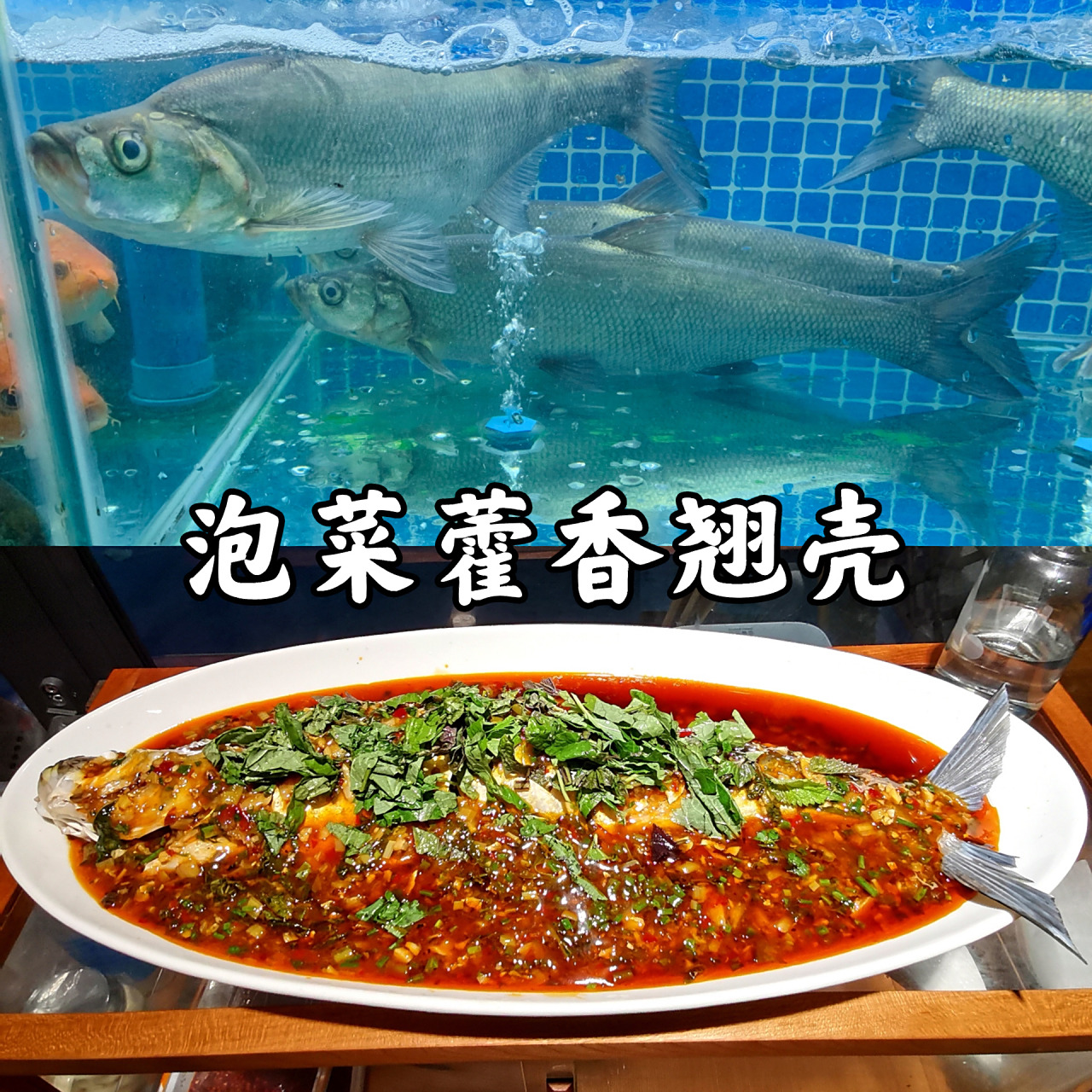 做做菜:泡菜藿香翘壳 【纯干货做法】 鱼95杀了就用姜葱黄酒和盐码