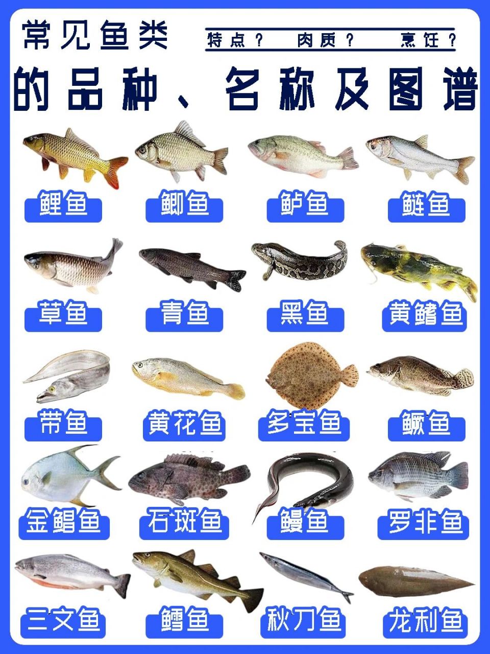 各种河鱼的图片和名字图片