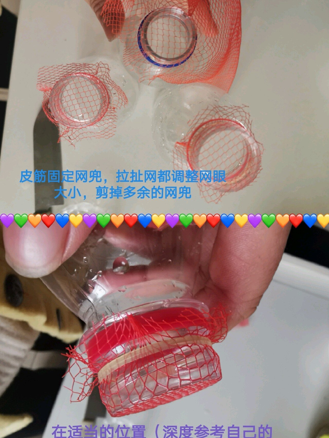 自制孔雀鱼孵化盒 又有好多待产的鱼妈,小崽崽刚生下来就被吃掉实在是