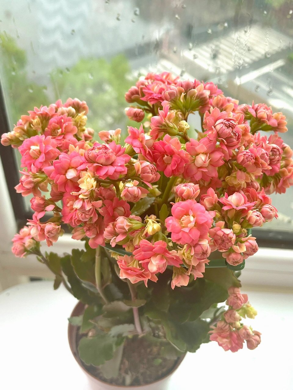 长寿花(103)葵花宝典 热门款大花,但是感觉很一般