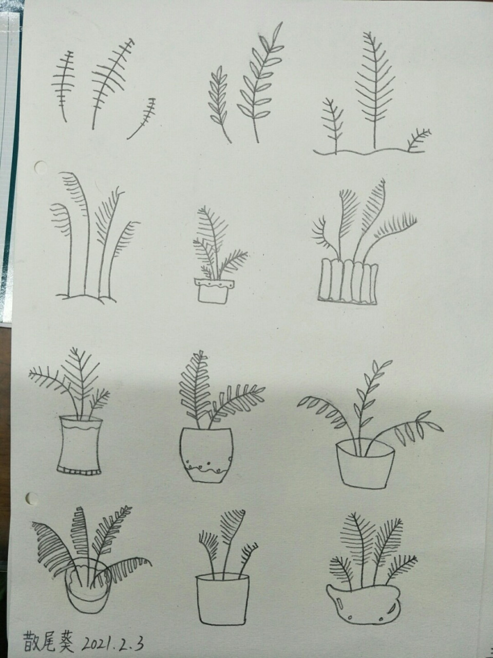 简笔画散尾葵,坚持打卡 #绘画