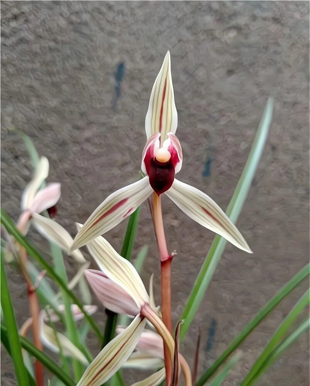 碧龙红素 碧龙红素产于云龙澜沧江谷地密林中,1988年前后发现,1990年