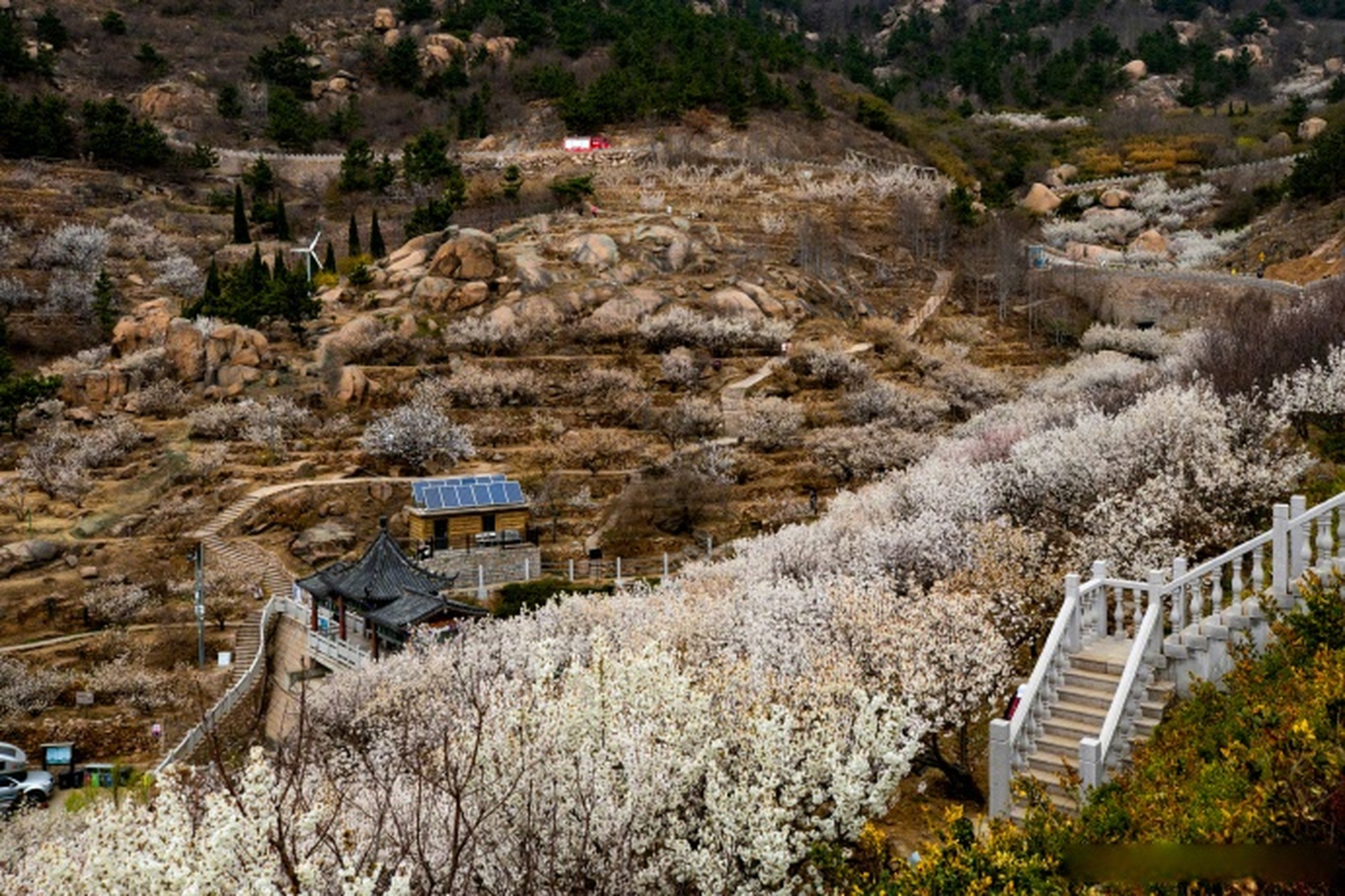 最in山东打卡地# 北宅街道大崂樱桃山谷内漫山遍野的樱桃花,层层瓶