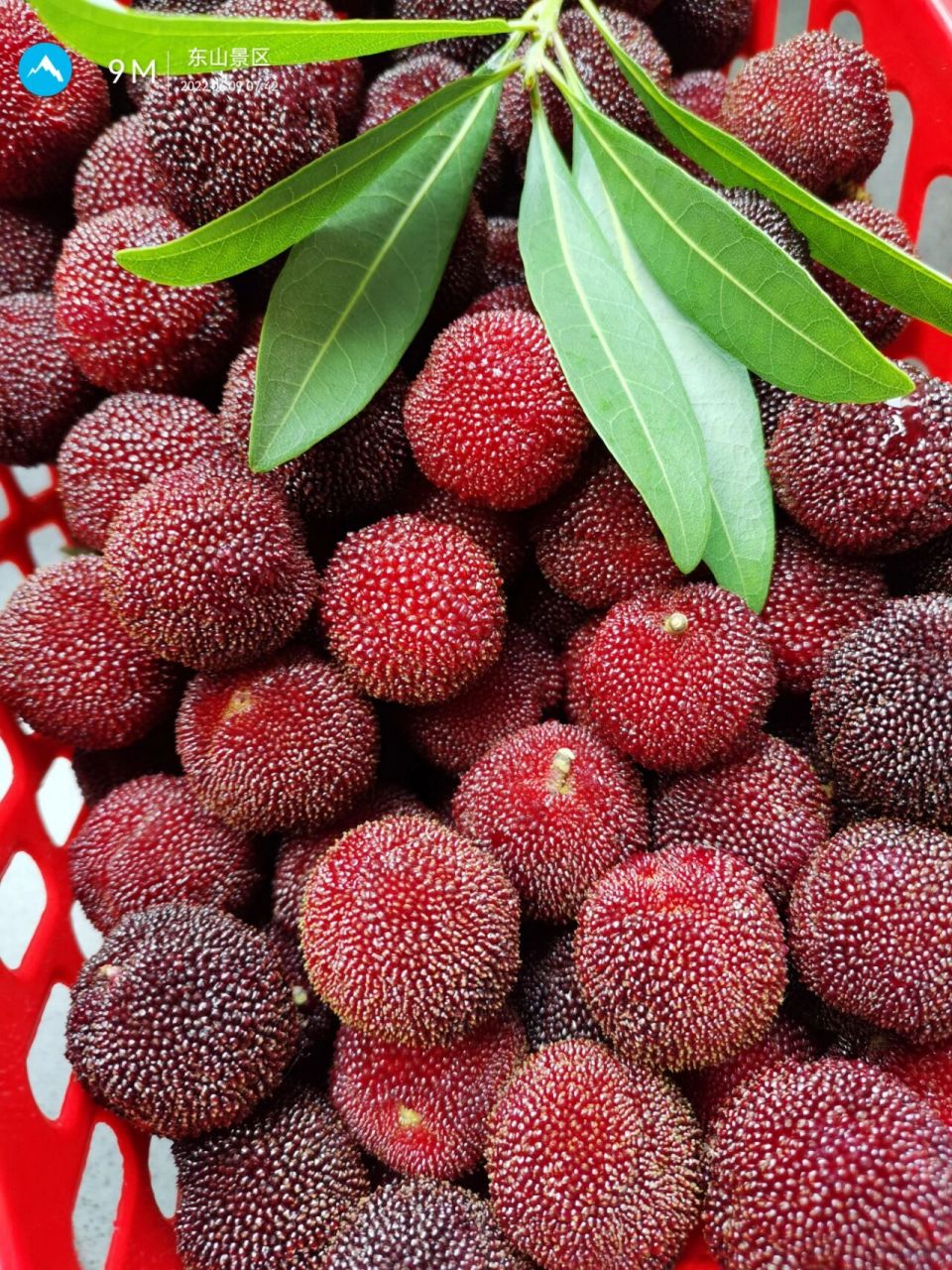 苏州东山乌紫杨梅上市,如何挑选,价格已出  92又到了杨梅霸屏的季节