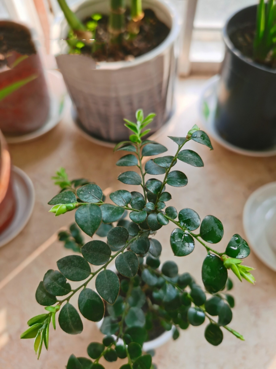 买了快两个月的小叶紫檀小苗 一直不见变化 最近终于长新叶了.