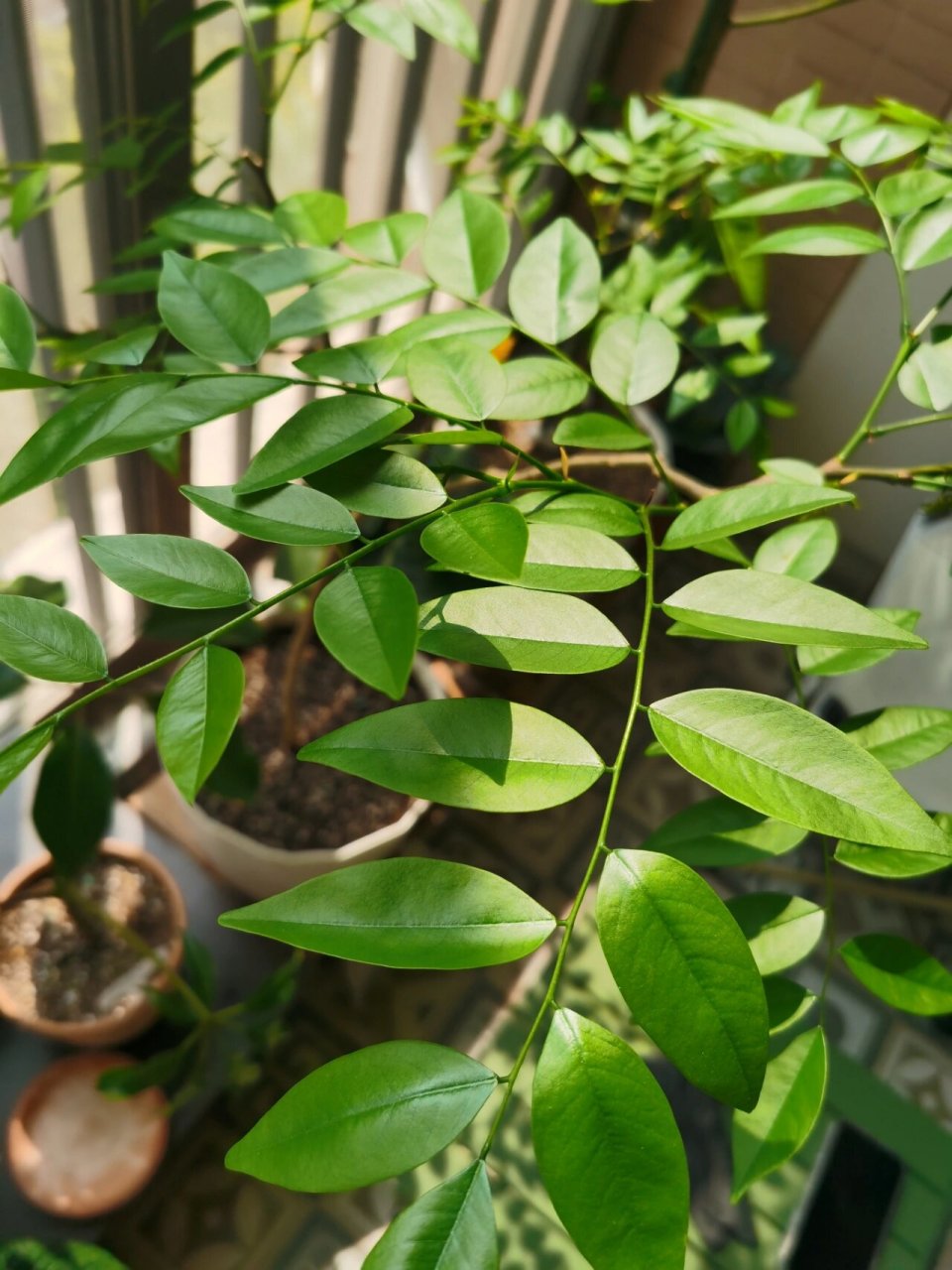 海南黄花梨花期图片