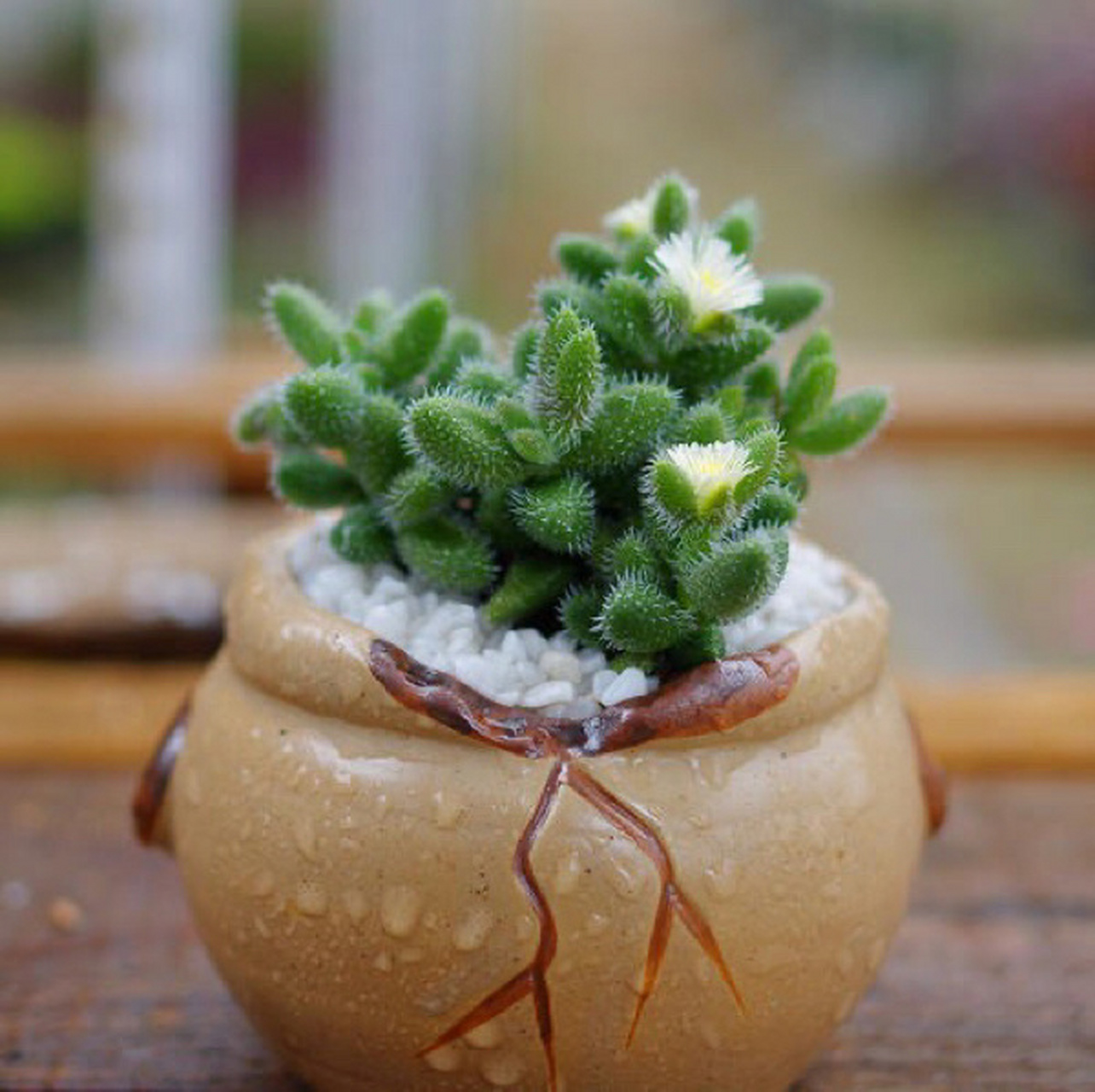 7715每天认识一款多肉9591|雷童| 78雷童又叫做刺叶露子花