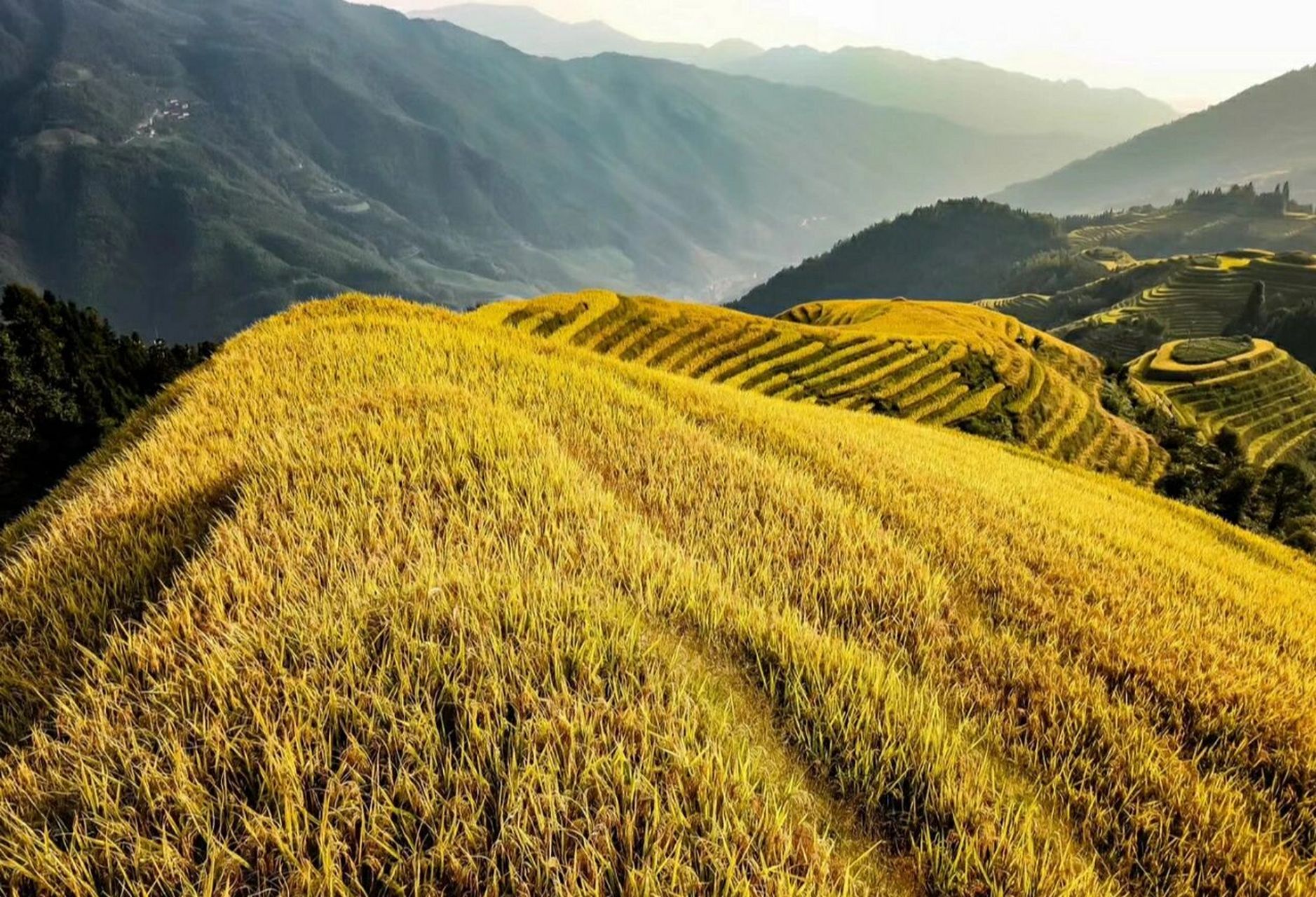 最美季节来临 93|简介: 广西桂林龙胜龙脊梯田,是一个春夏秋三个