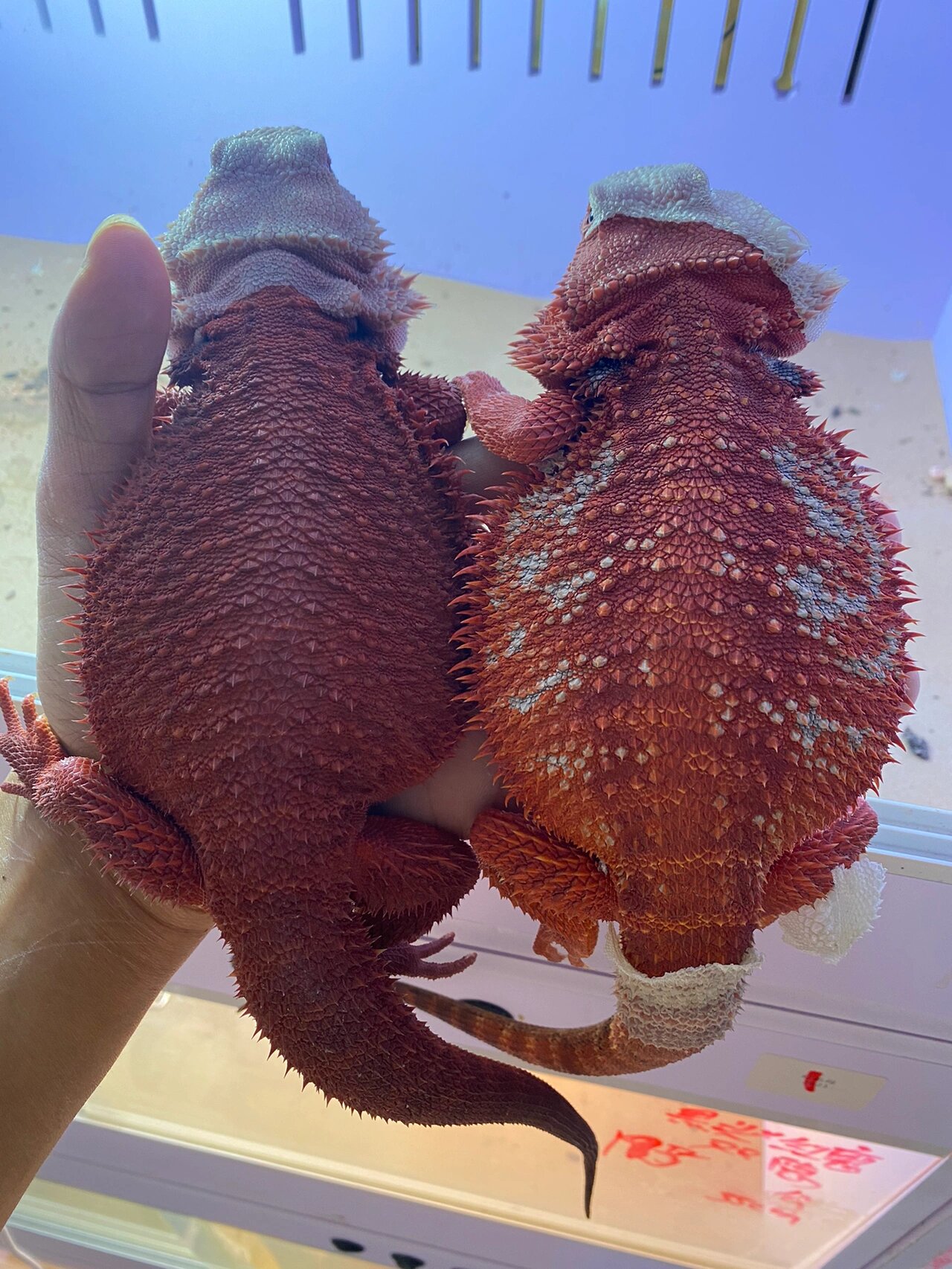好看的红系鬃狮蜥