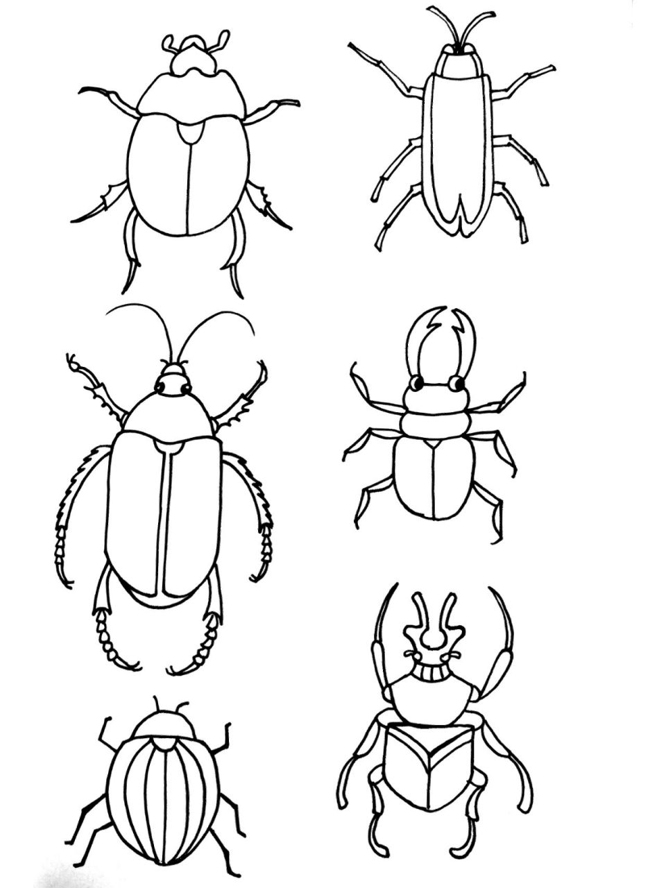 美术创作素材-每日打卡45 各种甲虫