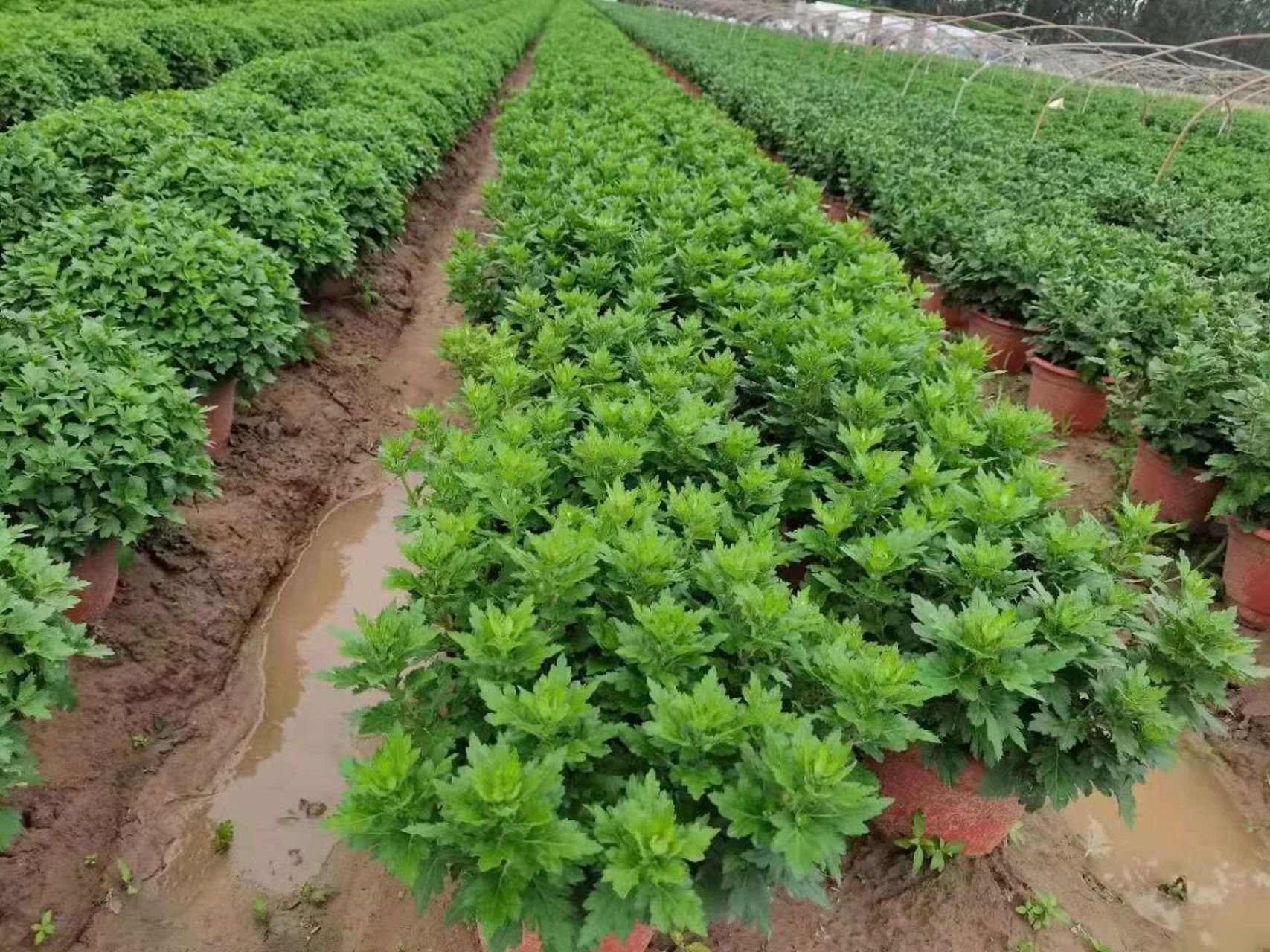 菊花病蟲害的防治方法 菊花病蟲害的防治方法 菊花在培育的過程中