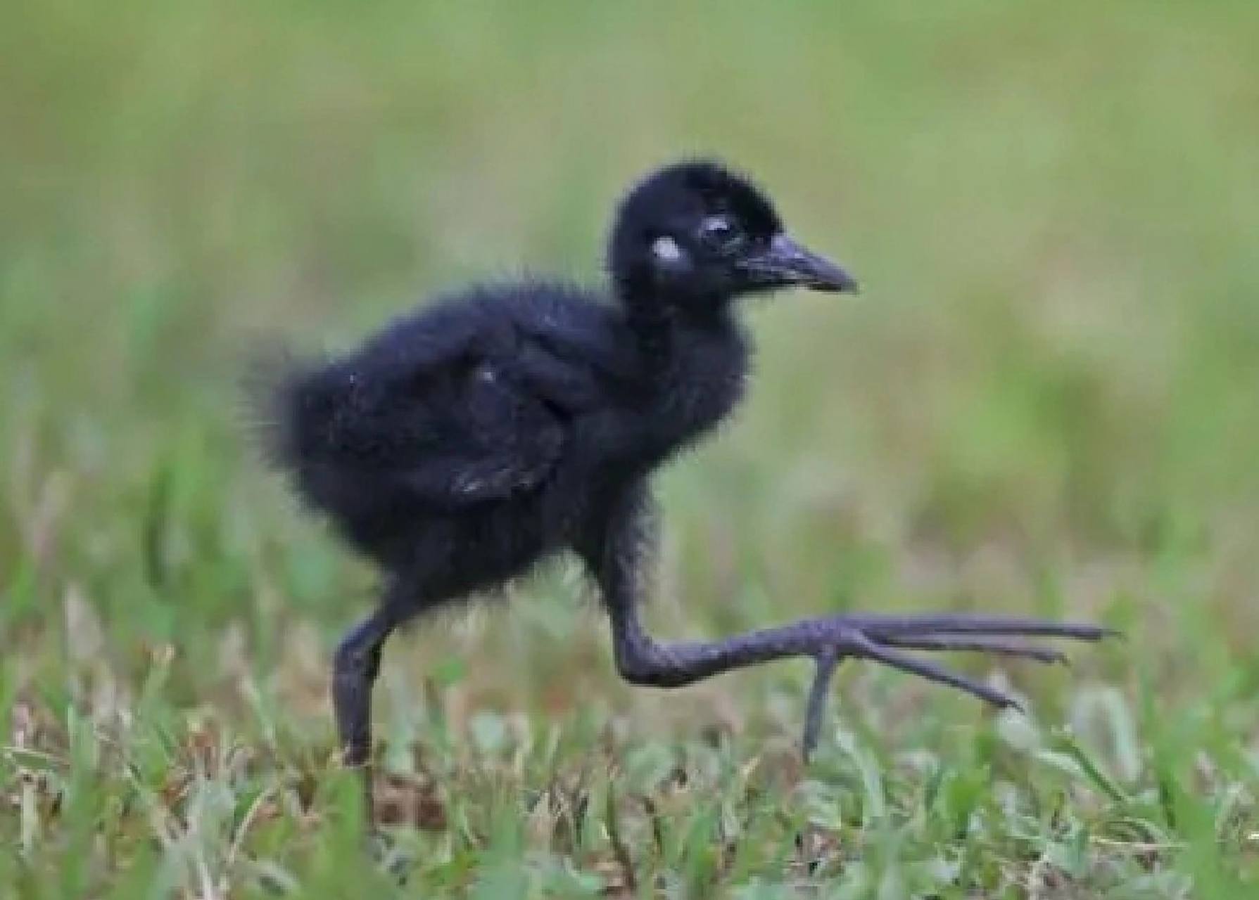 捡到白胸苦恶鸟幼鸟怎么办!