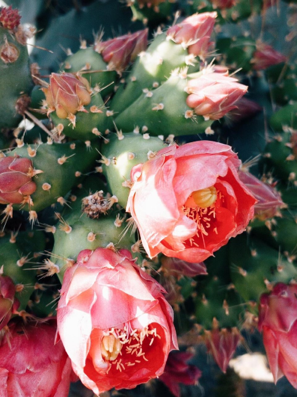 【每日一花】胭脂掌(仙人掌)91 别名:胭脂仙人掌,仙人掌,无刺仙人掌