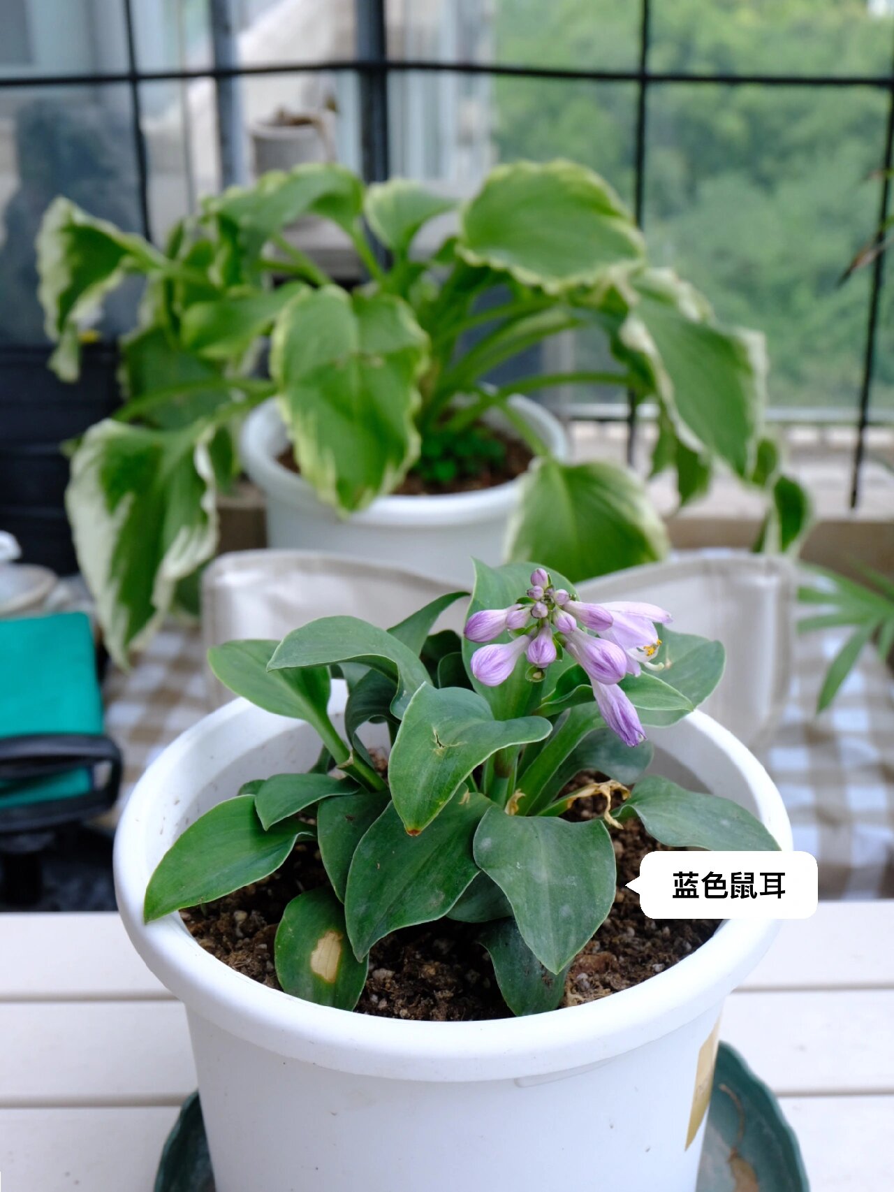 最近巡园,发现玉簪的叶子已经完全枯萎,跟烂草堆一样没有一点生命
