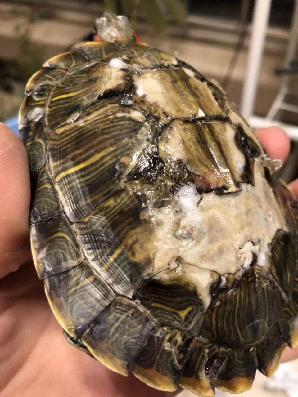 巴西龟:严重腐甲处理(一) 最近私信问腐甲的人很多啊～ 我之前发过