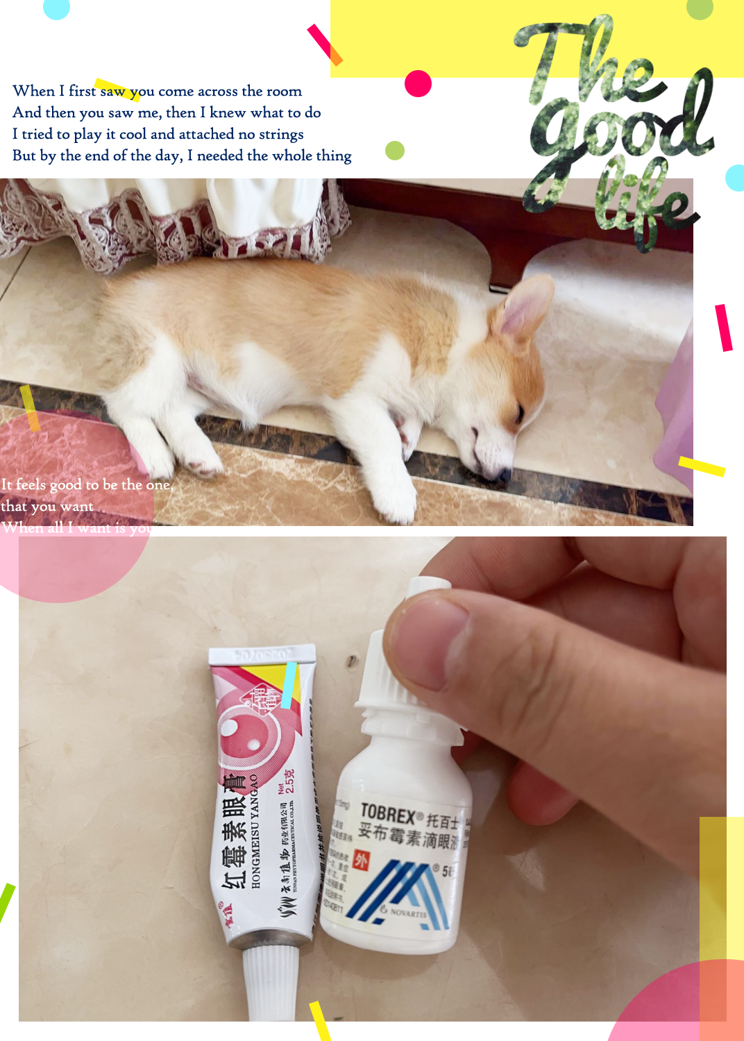 犬瘟脓性眼屎图片