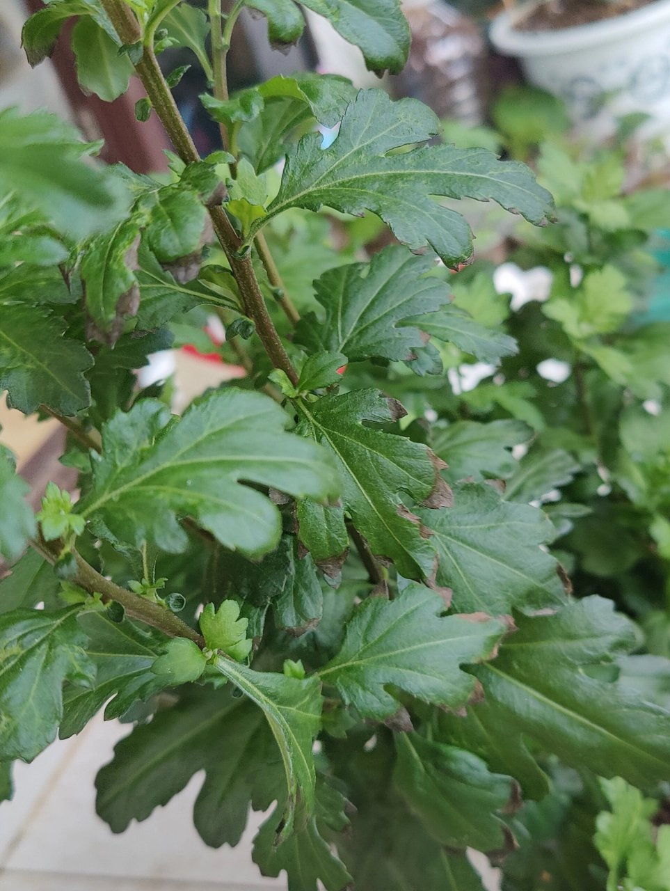 菊花叶子边缘发黑是怎么回事?