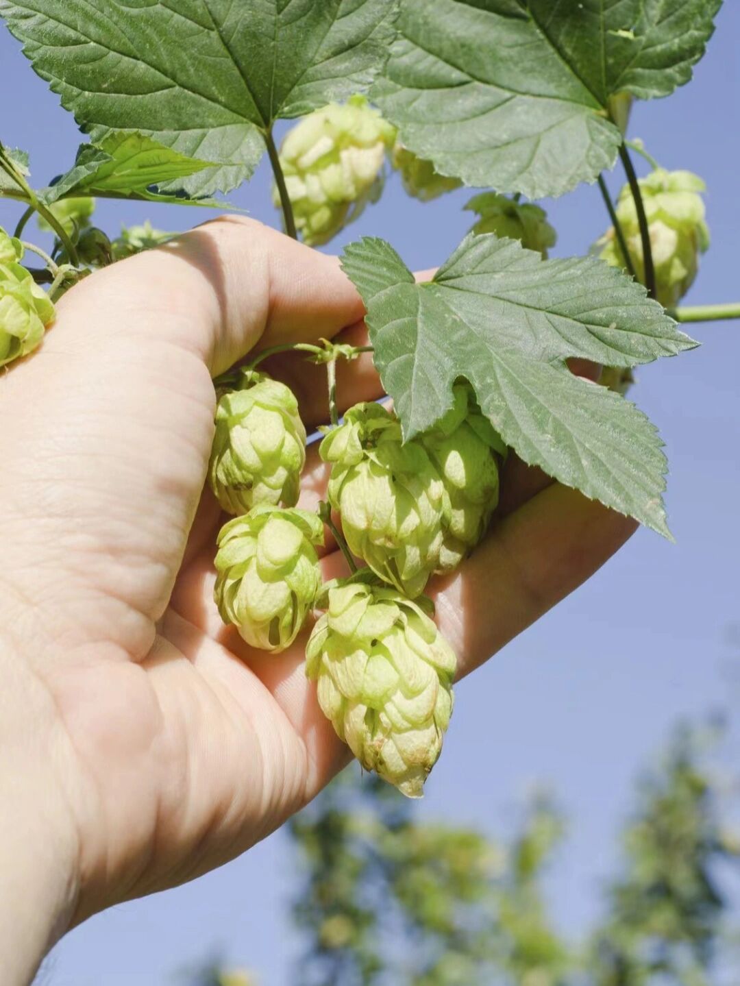 蛇麻草,又名啤酒花,其精油无色,清新的啤酒味,又带点清香的木质味