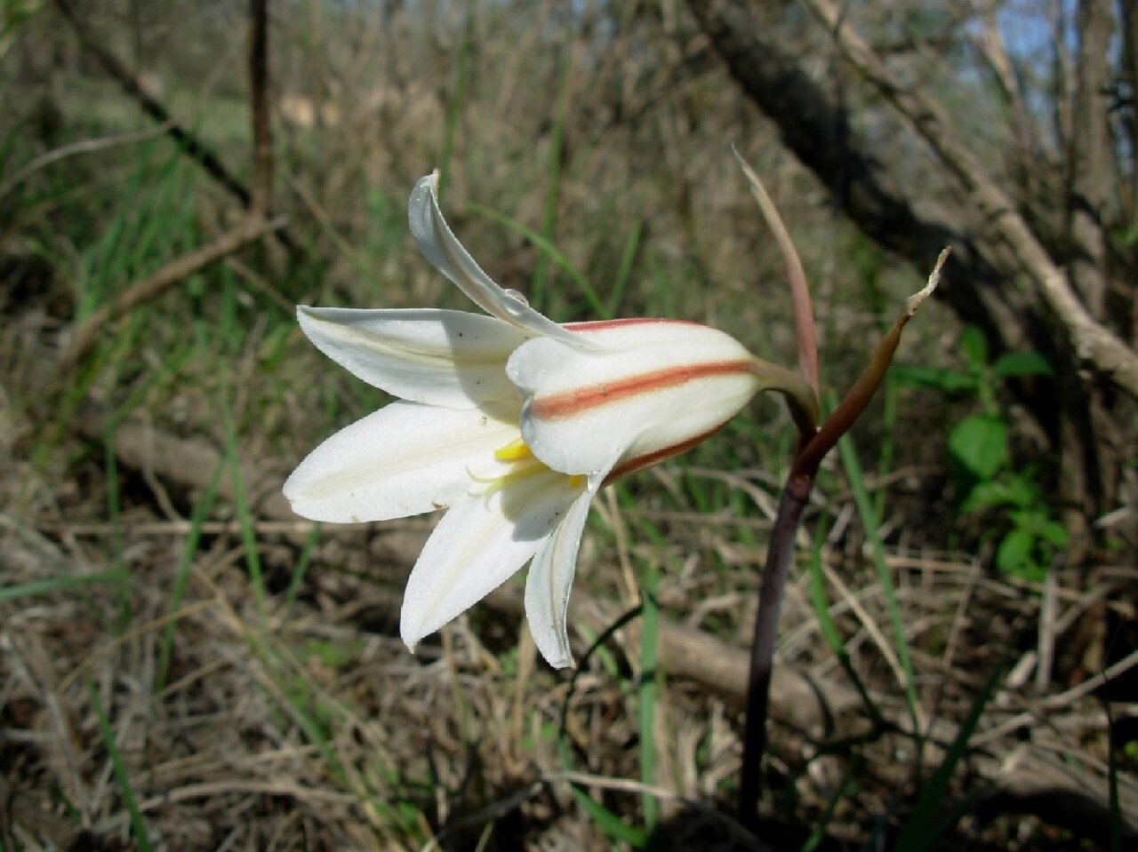 卷叶垂筒花②Ⅰcyrtanthus helictu